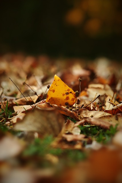 他们在外援 他们在外援